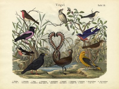 Birds, c.1860 by German School